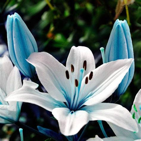 Blue Heart Lily Seeds 100 Super Rare Specials Blue Heart Etsy Lily