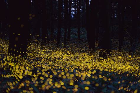 Fireflies Make The Summer Magical ~ Dejah Beauchamp Amazing Photos
