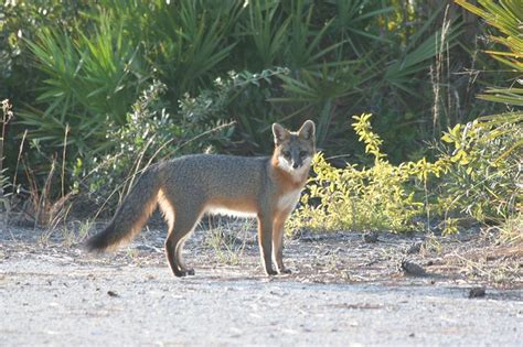 Florida Foxes A Gallery On Flickr