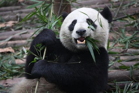 Why Do Pandas Eat Bamboo How It Works Magazine