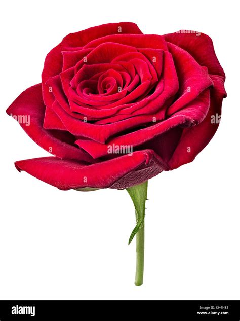 Fresh Red Rose Flower Isolated On White Background Clipping Path Full