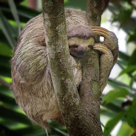 Sleeping Sloth Photograph By Darylann Leonard Photography Fine Art America