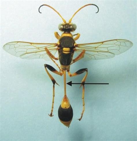 Slender Mud Dauber Wasps Genus Sceliphron Western Australian Museum
