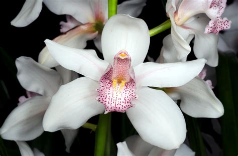 White Orchid Wallpaper 60 Images