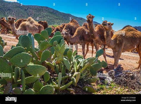 How Does Cactus And Camel Survive In The Desert / Because the cactus