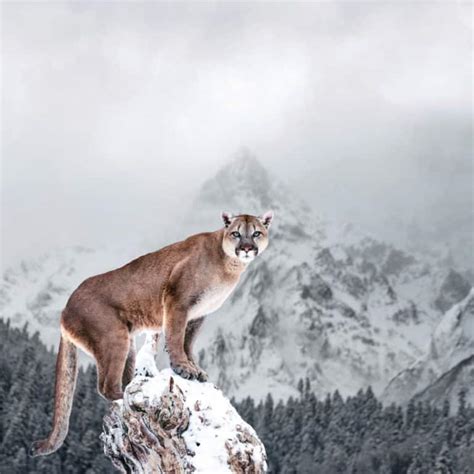 Evolution Of The Cougar North American Nature