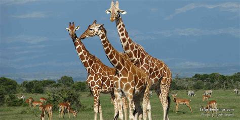 Where To See Giraffes In Africa The 10 Best Places To Go Safaribookings