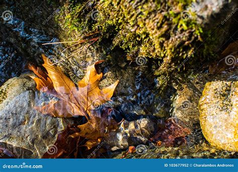 Autumn Leaves Floating Over A Stream Stock Photo Image Of Floating