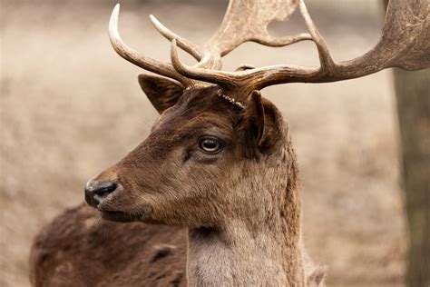 Fallow Deer Portrait Stock De Foto Gratis Public Domain Pictures