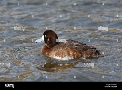 Greater Scaup Aythya Marila Female Diving Duck Stock Photo Alamy