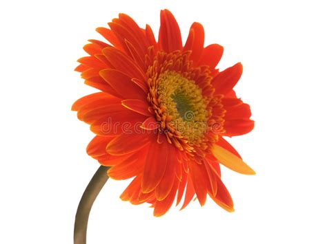 Gerbera Flower Stock Photo Image Of Petal Background 6878234