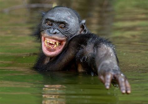 Bonobo Animal Facts Pan Paniscus Az Animals