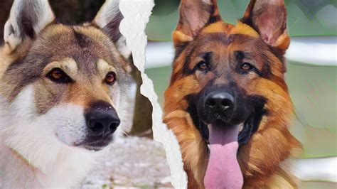 Czechoslovakian Wolfdog Vs German Shepherd Comparison Wolfdogplanet