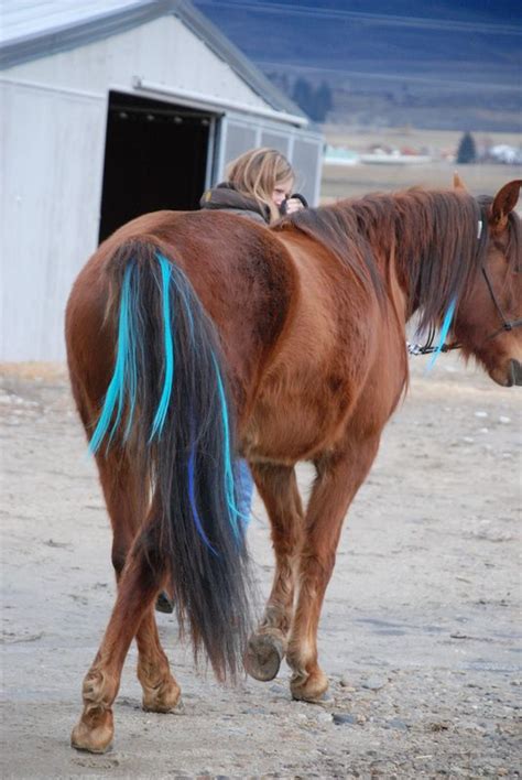 17 Best Images About Horse Hair Extensions On Pinterest Mondays