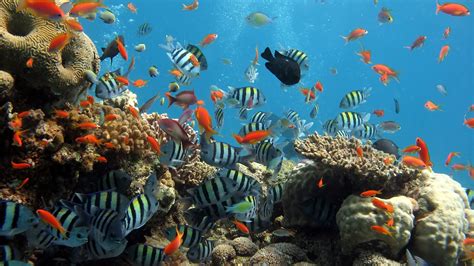 Landscape Nature Fish Coral Sea Wallpapers Hd