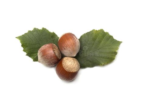 Hazelnuts With Green Leaves Isolated On White Background Top View