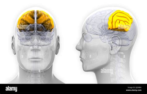 Male Parietal Lobe Brain Anatomy Isolated On White Stock Photo Alamy