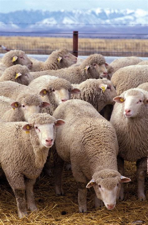 Sheep Characteristics Breeds And Facts Britannica