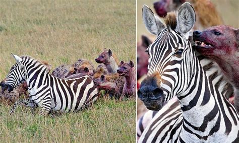Tragic End For Heavily Pregnant Zebra As It Is Eaten Alive By Hyenas