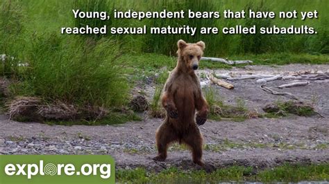 Five Fascinating Facts About Brown Bear Cubs And Subadults Never Stop