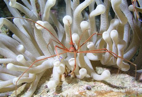 Yellowline Arrow Crab On Anenome By Karen Doody Sea Crab Caribbean