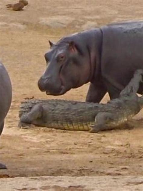 Hippo Bites Lion