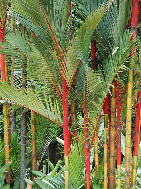 Red Lipstick Palm Tree Cyrtostachys Renda Fast Growing Palms