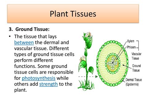 What Are The 3 Types Of Tissue In Plants