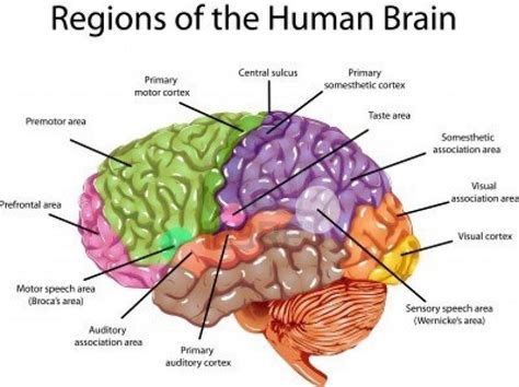 Psychology Brain Parts And Functions Diagram Quizlet