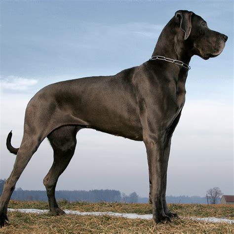 Big Dog Breeds