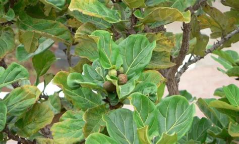 8 Reasons Why Your Fig Tree Is Not Producing Fruits