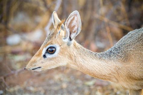 Dik Dik Close Up Small Antelope In The Genus Madoqua That Live In The
