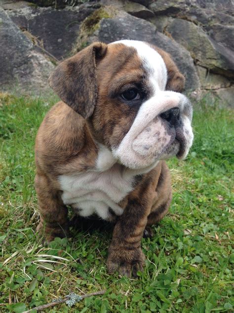 English Bulldog Brindle Cutest Ever Bulldog Cute Animals