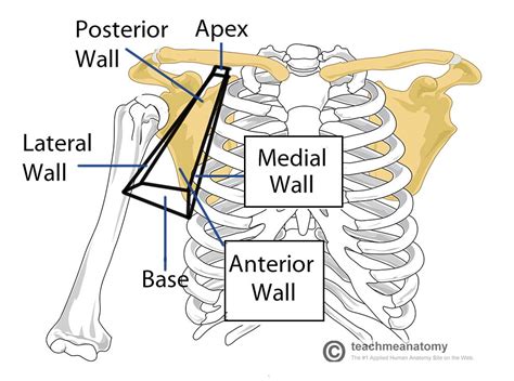 Upper Limb Anatomy The Axilla Ponder Med