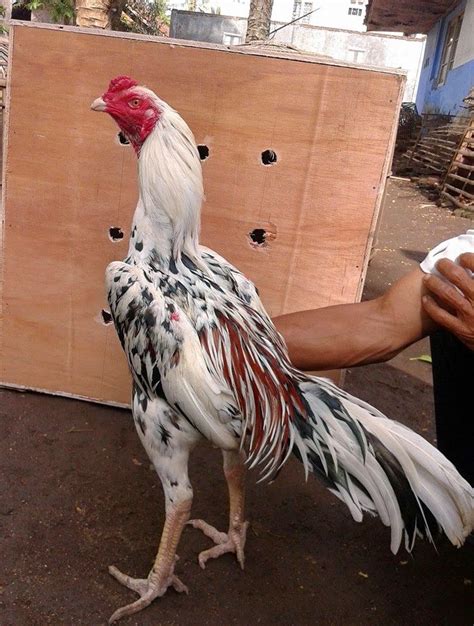 Buatlah kandang ayam yang sesuai dengan ukuran ayam. Ayam Aduan Garut: AYAM ADU GARUT PINDAH KANDANG KE JEMBER JAWA TIMUR