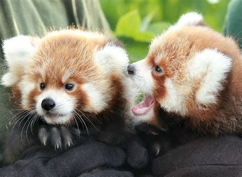Now Hear This Red Panda Cubs Make Their Debut Zooborns