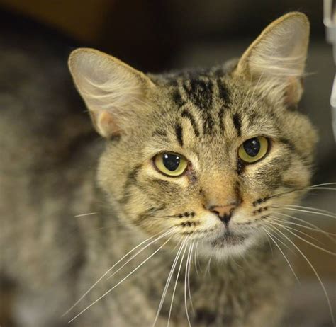 Before you rush into adopting a cat, do realise that having a pet is a big responsibility. Ragdoll Cat Adoption Philadelphia