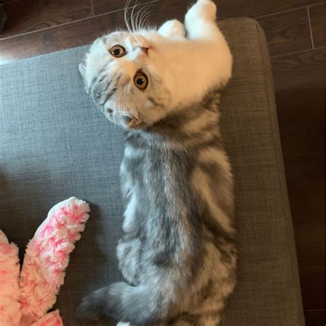 Exquisite Scottish Fold Cat For Adoption In Markham On Adopt Mandu