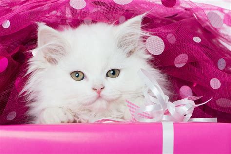 Cute Cat Wallpapers As Dp Wallpaper Cave