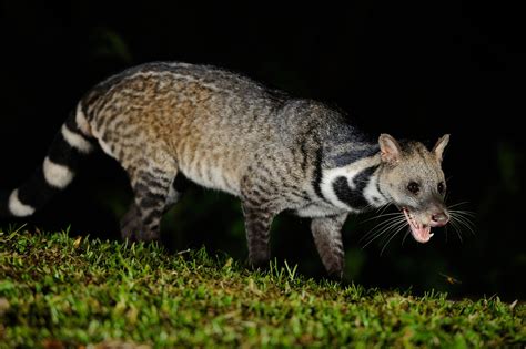 We did not find results for: File:Large Indian Civet, Viverra zibetha in Kaeng Krachan ...