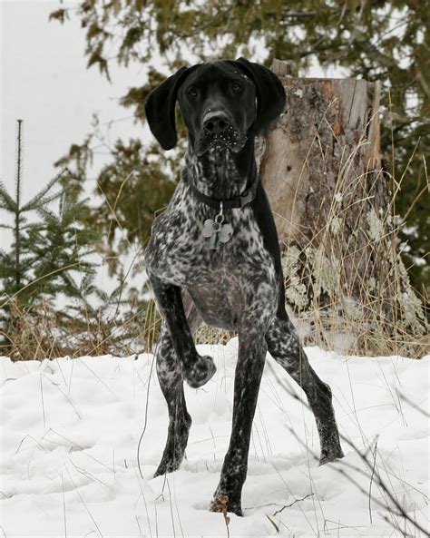 Beautiful Black Ticked Gsp German Shorthaired Pointer