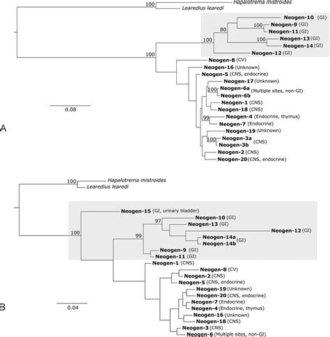 Bayesian Phylogenetic Trees Based On A The Its2 And B Cox1 Region