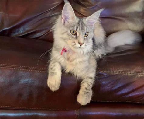 Your veterinarian will be able to spot problems, and will work with. Maine Coon kittens Ohio, Michigan, Indiana, West Virginia ...