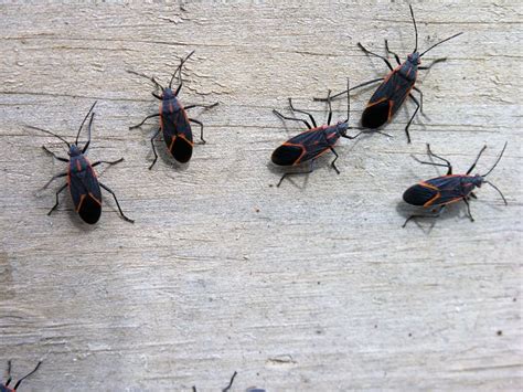 How Do I Control Box Elder Bugs In My House