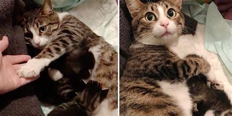 Cat Came Into Womans Life With Her Kittens After Years On The Streets