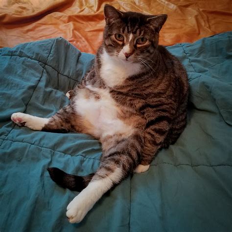 My Cat Is Too Fat To Groom His Butt The Normal Way So He Sits Like