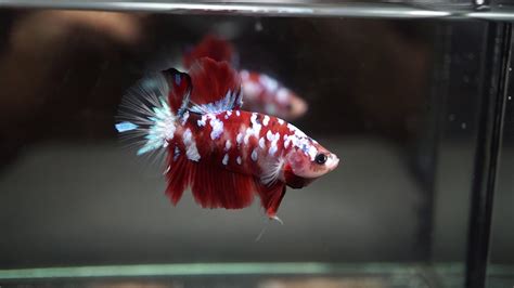 Find here details of companies selling betta fish, for your purchase requirements. Betta Fish Fancy RED KOI GALAXY STAR Halfmoon Plakat HMPK ...