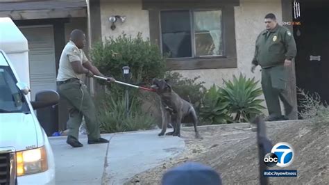 Dog Attack Ventura County Neighbor Describes Horror Of Seeing 16 Year