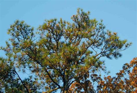 Loblolly Pine A Top 100 Common Tree In North America