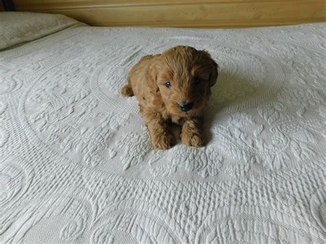 Teacup golden doodles available & ready for their new families. Buffy: Male Mini Goldendoodle puppy in Reading, Michigan ...